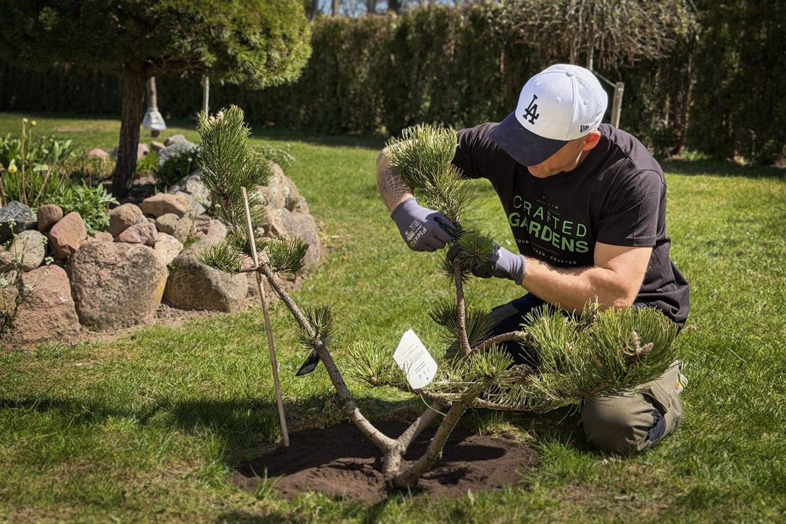 Planting and shaping a pine in a rockery