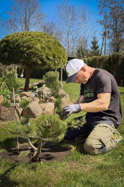 Shaping a small pine in a rock garden