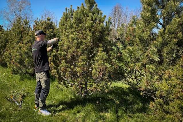Pruning a group of mountain pines