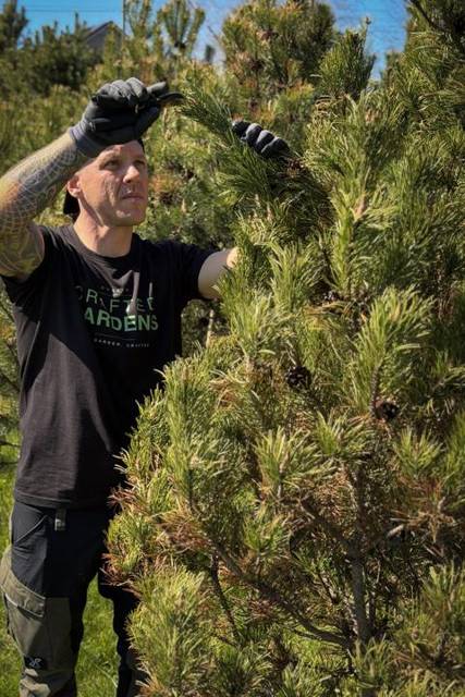 Hand-thinning pine needles